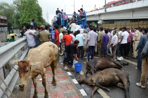 Photo 140718 cows died in the tempo,crowd rescuing others