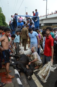 Photo 140718 cows died in the tempo,crowd rescuing othersDSC_4210