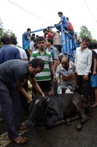 Photo 140718 cows rescued from butchers in Ashram Chowk of South Delhi